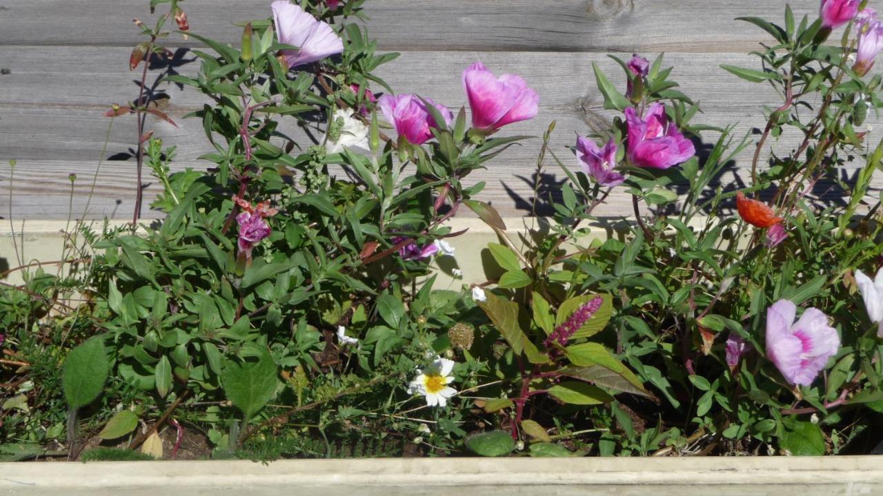 فندق Logis La Rose Des Vents فولفيك المظهر الخارجي الصورة